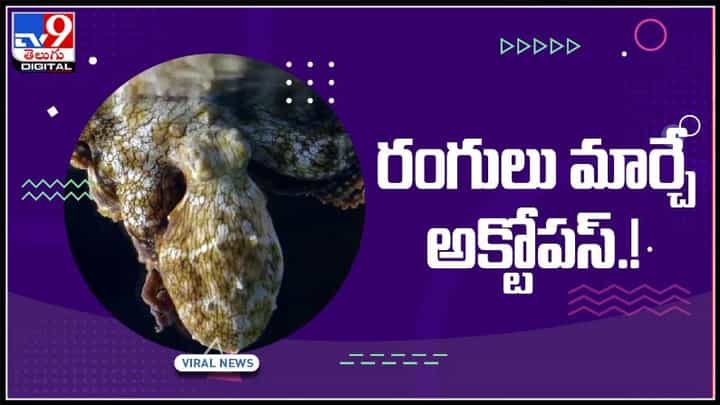 సముద్రంలో వింత..!ఊసరవెల్లిలా రంగులు మారుస్తున్న ఆక్టోపస్.. వైరల్ వీడియో: Color Octopus Video Viral. సముద్రంలో వింత..!ఊసరవెల్లిలా రంగులు మారుస్తున్న ఆక్టోపస్.. వైరల్ వీడియో: Color Octopus Video Viral.