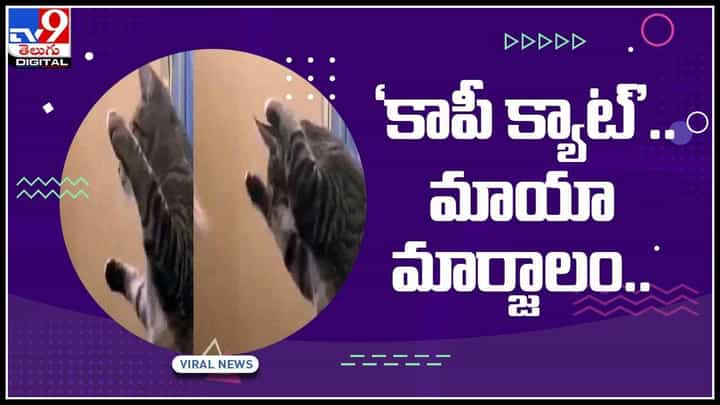 Copy cat viral video: నెట్లో హల్చల్ చేస్తున్న కాపీక్యాట్ ఫన్నీ సీన్స్.. వీడియో తీసిన మహిళ.. Copy cat viral video: నెట్లో హల్చల్ చేస్తున్న కాపీక్యాట్ ఫన్నీ సీన్స్.. వీడియో తీసిన మహిళ..