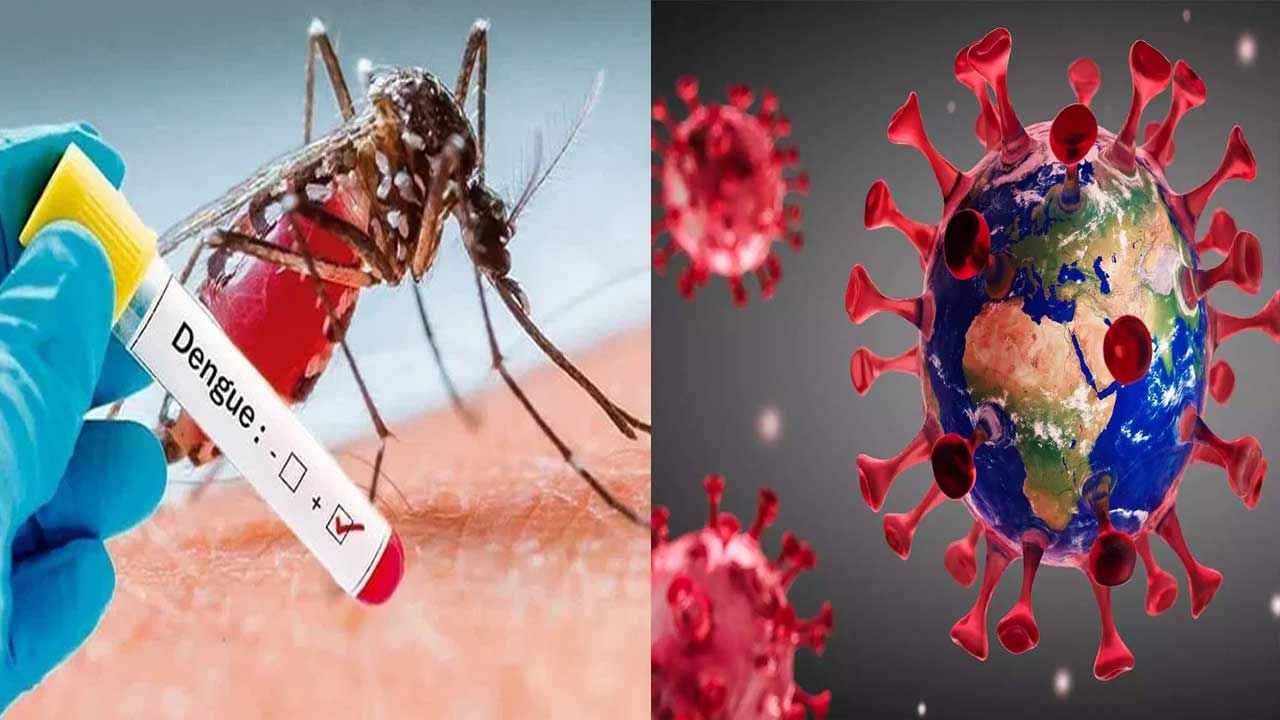 Corona - Dengue: కరోనా కల్లోలం చల్లారక ముందే పంజా విసురుతున్న డెంగ్యూ.. ఈ రెండింటికీ మధ్య తేడా ఎలా గుర్తించాలో తెలుసా?