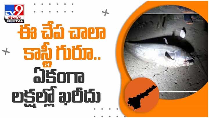 తూర్పుగోదావరి జిల్లా పి.గన్నవరంలో గేలం ముల్లుకు భారీ చేప.. ధర తెలిస్తే షాక్ అవుతారు.. వీడియో తూర్పుగోదావరి జిల్లా పి.గన్నవరంలో గేలం ముల్లుకు భారీ చేప.. ధర తెలిస్తే షాక్ అవుతారు.. వీడియో