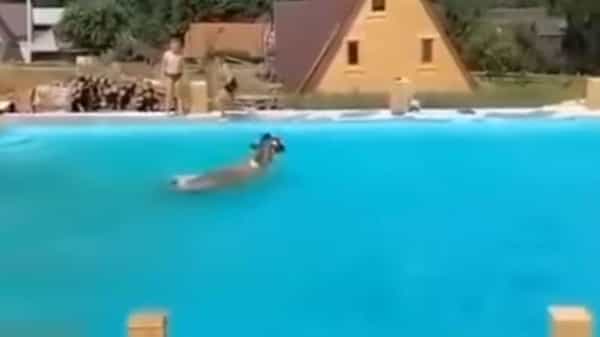 Viral Video: స్మిమ్మింగ్పూల్లోకి ఊహించని అతిథి.. దెబ్బకు జడుసుకుని పరుగులు తీసిన జనాలు.. వీడియో చూస్తే నవ్వాపుకోలేరంతే..