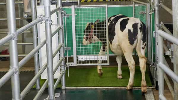 Cows toilet: మూత్రం పోసేందుకు టాయ్లెట్కి వెళ్తున్న ఆవులు... కొందరు మనుషులు వాటిని చూసి నేర్చుకోవాలి