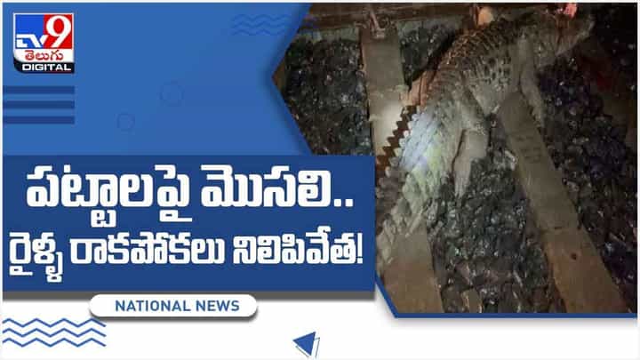 రైలు పట్టాలపై మొసలి.. కాపాడేందుకు శ్రమించిన సిబ్బంది.. కానీ చివరకు.. వీడియో రైలు పట్టాలపై మొసలి.. కాపాడేందుకు శ్రమించిన సిబ్బంది.. కానీ చివరకు.. వీడియో
