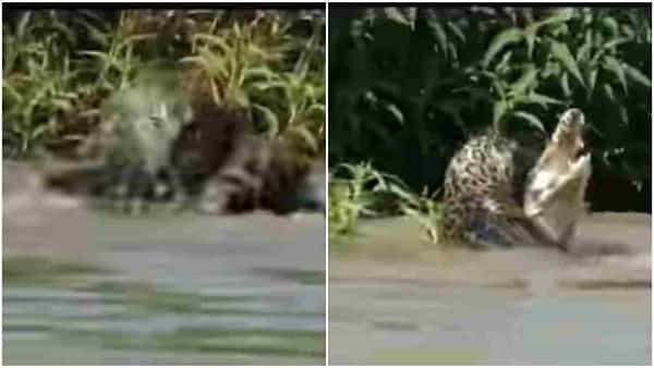 Viral Video: నీటిలో మొసలిని చీల్చి చెండాడిన చిరుత..! వీడియో మామూలుగా లేదుగా..