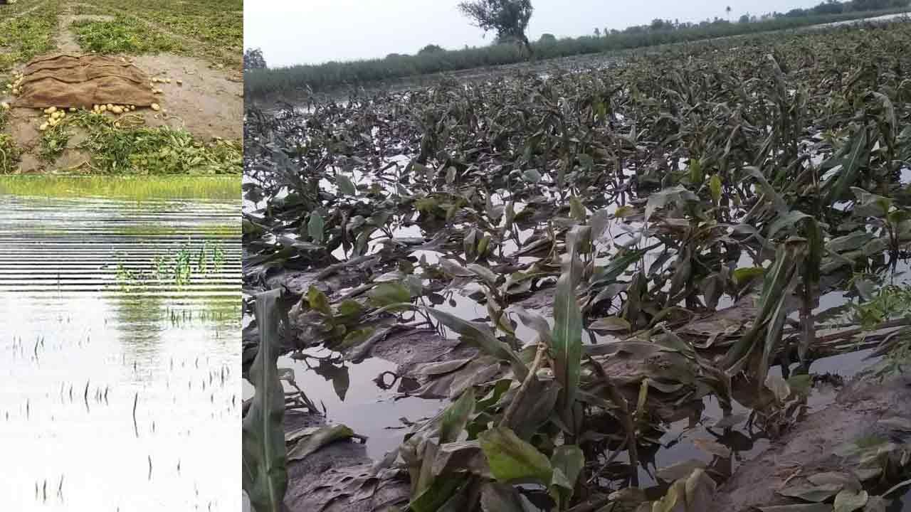 AP Crop Damage: ఆంధ్రప్రదేశ్‌లోని పంటపొలాల్లో అల్లకల్లోలం సృష్టించిన గులాబ్ తుఫాన్