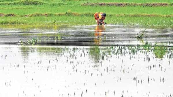 Telangana Crops: చేతికొచ్చిన పంటలు వరదపాలు కావడంతో లబోదిబోమంటోన్న తెలంగాణ రైతులు