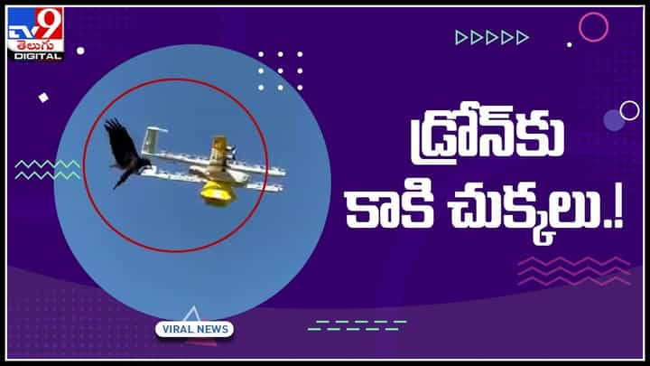Crow Attack on Drone Viral Video: డ్రోన్ పై దాడిచేసిన కాకి.. సోషల్ మీడియాలో వైరల్ గా మారిన వీడియో.. Crow Attack on Drone Viral Video: డ్రోన్ పై దాడిచేసిన కాకి.. సోషల్ మీడియాలో వైరల్ గా మారిన వీడియో..
