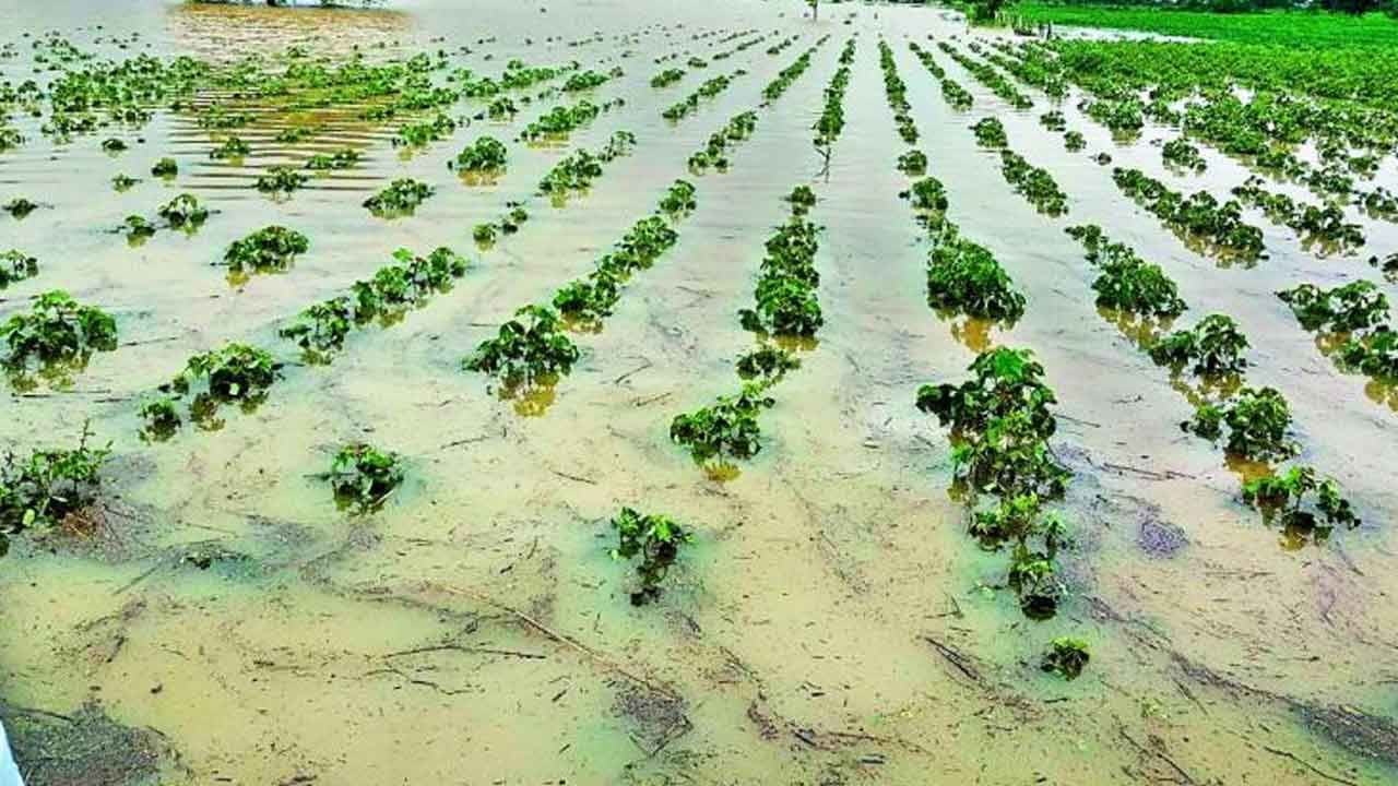 Gulab Cyclone: పోతూ.. పోతూ.. తెలుగు రైతన్నల గుండెల్లో గునపాలు దించిన గులాబ్.!