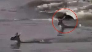 Viral Video:  కన్నీళ్లు పెట్టించే వీడియో... బిడ్డ ప్రాణాలు కాపాడేందుకు తల్లి ప్రాణత్యాగం