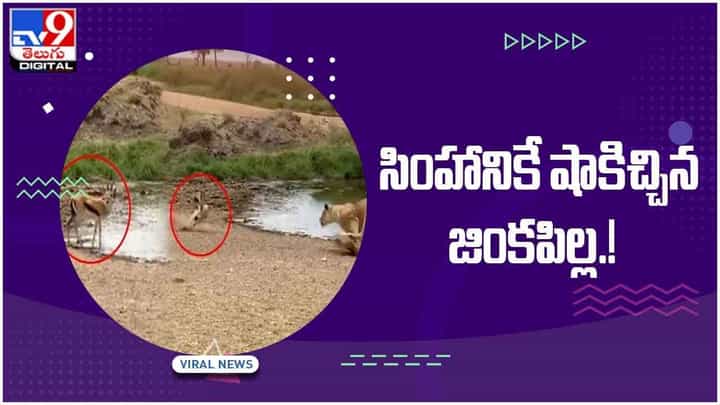 Viral Video: సింహానికే షాకిచ్చిన జింకపిల్ల.. ఫిదా అవుతున్ననెటిజన్లు.. వీడియో Viral Video: సింహానికే షాకిచ్చిన జింకపిల్ల.. ఫిదా అవుతున్ననెటిజన్లు.. వీడియో