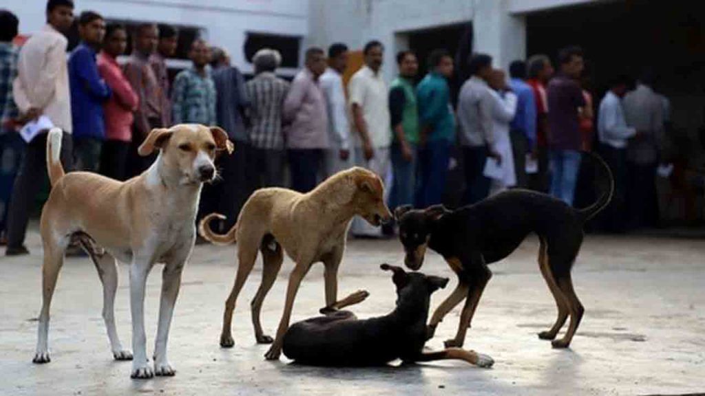 Dog Meat Ban: శతాబ్దాల సంప్రదాయ ఆహారం కుక్క మాంసంపై ఇక నిషేధం.. కీలక ఆదేశాలు జారీ చేసిన దేశ అధ్యక్షుడు.. Dog Meat Ban: శతాబ్దాల సంప్రదాయ ఆహారం కుక్క మాంసంపై ఇక నిషేధం.. కీలక ఆదేశాలు జారీ చేసిన దేశ అధ్యక్షుడు..