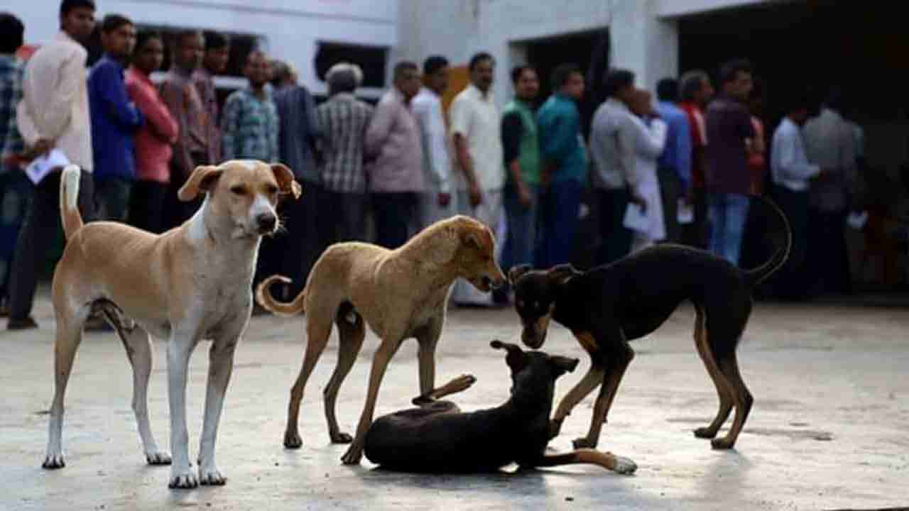 Dog Meat Ban: శతాబ్దాల సంప్రదాయ ఆహారం కుక్క మాంసంపై ఇక నిషేధం.. కీలక ఆదేశాలు జారీ చేసిన దేశ అధ్యక్షుడు..