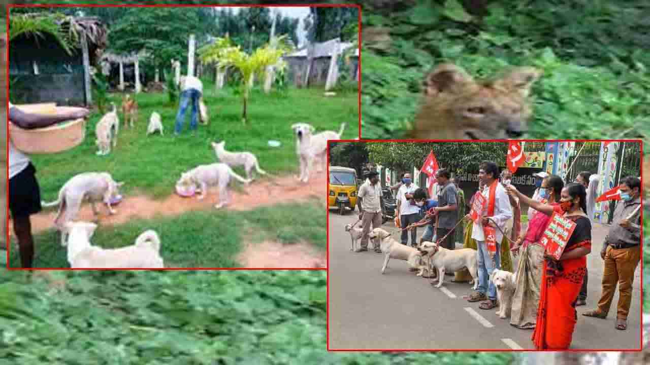 Visakha Dog Park: గ్రామ సింహాల కోసం నగరంలో థీమ్ పార్క్.. కొత్త వివాదంలో ఏపీ కార్యనిర్వాహక రాజధాని విశాఖపట్నం..