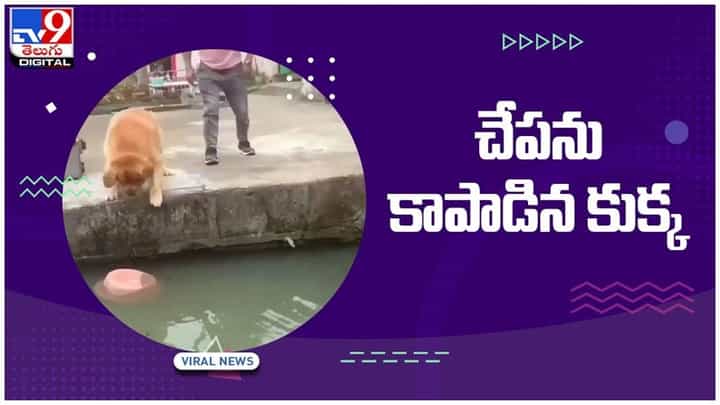 Viral Video: చేపను కాపాడిన కుక్క.. శభాష్ శునకం.. వీడియో Viral Video: చేపను కాపాడిన కుక్క.. శభాష్ శునకం.. వీడియో