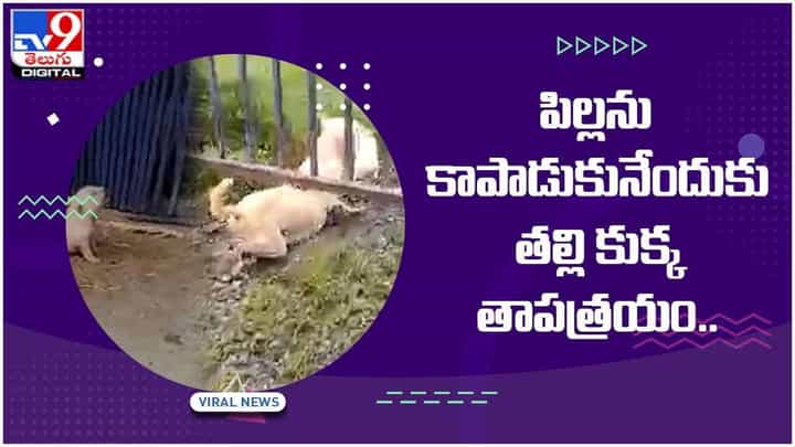 Viral Video: పిల్లను కాపాడుకునేందుకు తల్లి కుక్క తాపత్రయం.. మనసుకు హత్తుకుంటున్న వీడియో Viral Video: పిల్లను కాపాడుకునేందుకు తల్లి కుక్క తాపత్రయం.. మనసుకు హత్తుకుంటున్న వీడియో