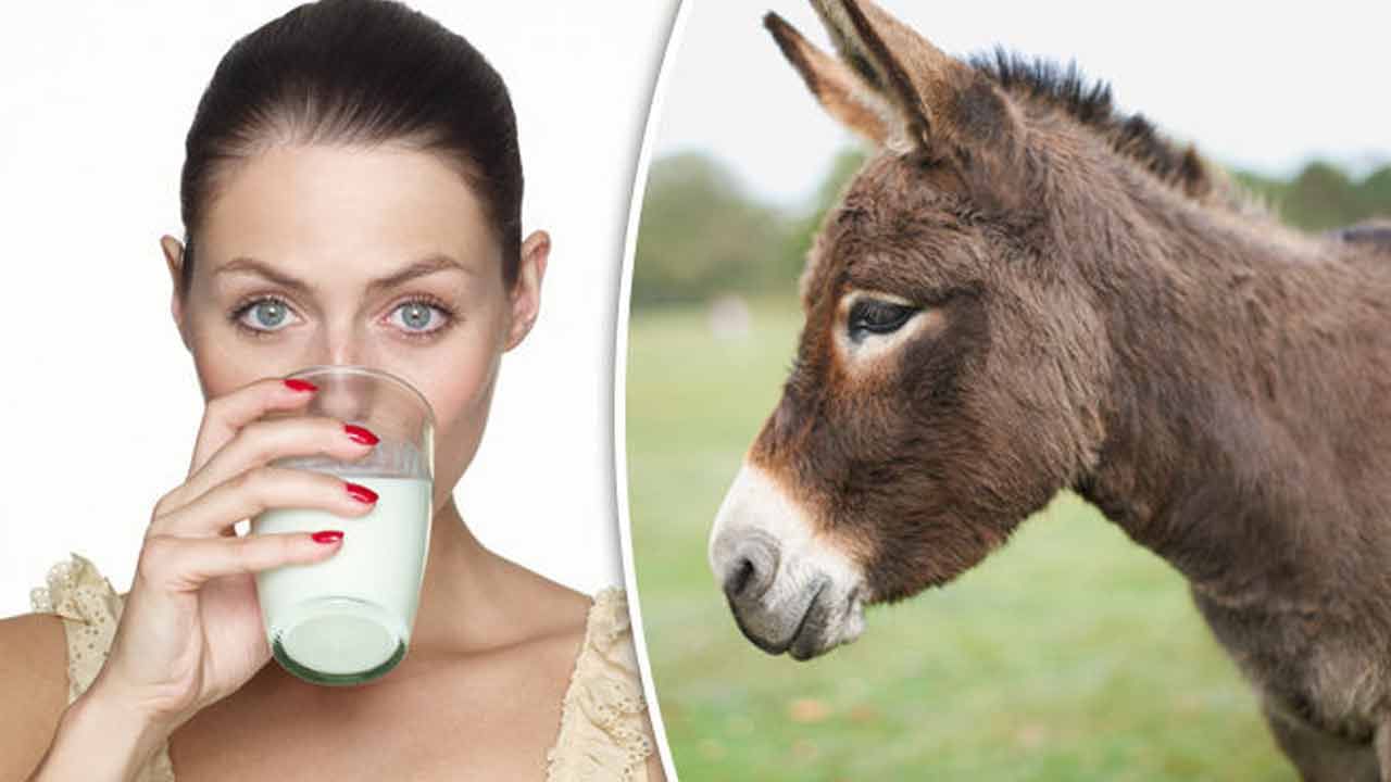 Donkey Milk: గాడిదపాలతో ముడుతలకు చెక్..! ఇంకా ఎన్నో ఆరోగ్య ప్రయోజనాలు