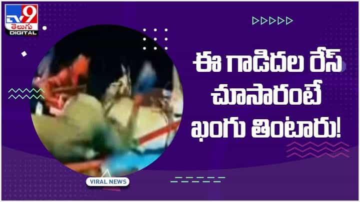 Viral Video: అబ్బురపరుస్తున్న గాడిదల రేస్.. డాంకీ పవర్కు షాకవుతున్న నెటిజన్లు.. వీడియో Viral Video: అబ్బురపరుస్తున్న గాడిదల రేస్.. డాంకీ పవర్కు షాకవుతున్న నెటిజన్లు.. వీడియో