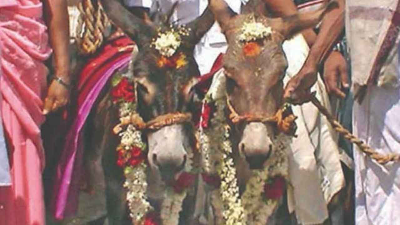 Donkey Marriage: కర్నూలు జిల్లాలో వింత ఆచారం.. గాడిదలకు ఘనంగా పెళ్లి.. కారణం తెలిస్తే షాక్ అవుతారు..