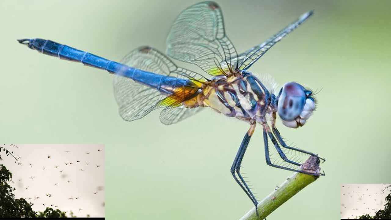Dragonfly: తూనీగలు హెచ్చరిస్తున్నాయా.. మేఘం రంగును గమనిస్తున్నాయా.. కోనసీమవాసుల్లో కొత్త గుబులు..