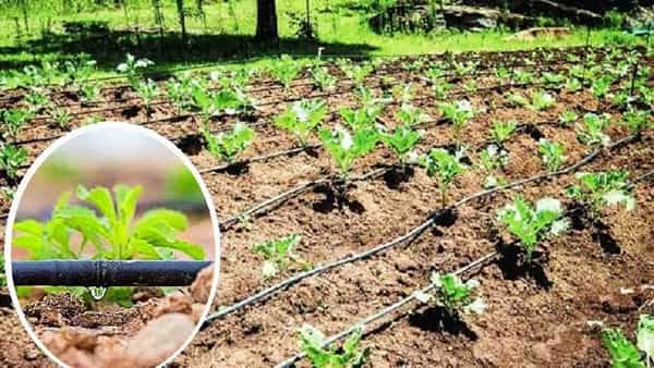 Micro Irrigation Scheme: రైతులకు శుభవార్త..! మైక్రో ఇరిగేషన్ స్కీమ్ కింద వీటికి సబ్సిడీ..