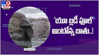 Viral Video: సింహానికే షాకిచ్చిన జింకపిల్ల..  ఫిదా అవుతున్ననెటిజన్లు.. వీడియో