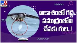 విశాఖ జిల్లా అమానవీయ ఘటన.. ముళ్ళపొదల్లో గుక్కకట్టిన పసిపాప.. వీడియో