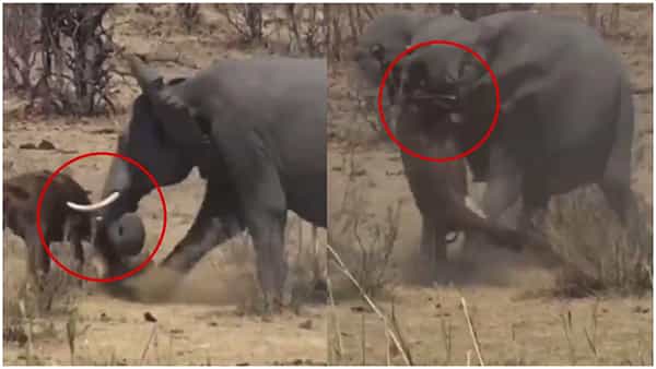 Viral Video: గజరాజుకు కోపమొస్తే ఇంతేనేమో.. అడవి దున్నను కుమ్మేసిందిగా.. వీడియో చూస్తే ఆశ్చర్యపోతారంతే.!