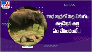 Viral Video: హుషారైన కోతి.. జింకపై కూర్చొని స్వారీ.. వీడియో చూస్తే నవ్వకుండా ఉండలేరు.. వీడియో