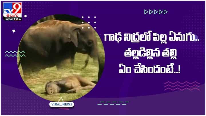 Viral Video: గాఢ నిద్రలో పిల్ల ఏనుగు.. తల్లడిల్లిన తల్లి ఏంచేసిందంటే..! వీడియో Viral Video: గాఢ నిద్రలో పిల్ల ఏనుగు.. తల్లడిల్లిన తల్లి ఏంచేసిందంటే..! వీడియో