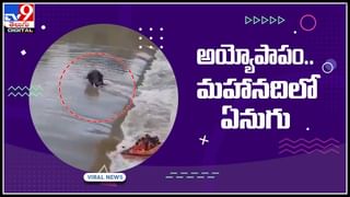 Lion and Tortoise video: నీళ్లు తాగడానికి వచ్చిన సింహం.. చుక్కలు చూపించిన తాబేలు..!(వీడియో)