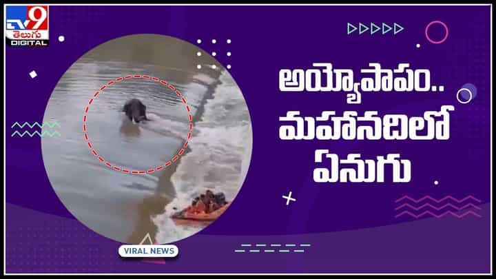 Elephant Video: అయ్యోపాపం..మహానదిలో చిక్కుకుపోయిన మూడు ఏనుగులు.. తీవ్రంగా శ్రమించిన అటవీ సిబ్బంది..(వీడియో) Elephant Video: అయ్యోపాపం..మహానదిలో చిక్కుకుపోయిన మూడు ఏనుగులు.. తీవ్రంగా శ్రమించిన అటవీ సిబ్బంది..(వీడియో)