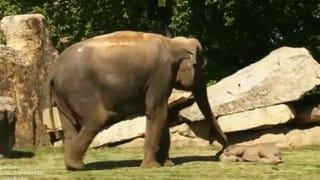 Viral Video: ప్రాణాలకు తెగించి దొంగతో పోరాడిన మహిళ… కట్ చేస్తే ఉద్యోగం ఊస్ట్..