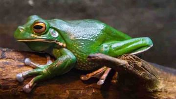 Frogs in Dreams: మీకు కలలో తరచుగా కప్పలు కనిపిస్తున్నాయా? దాని అర్ధం.. ఎటువంటి ఫలితాలు కలుగుతాయో తెలుసా?