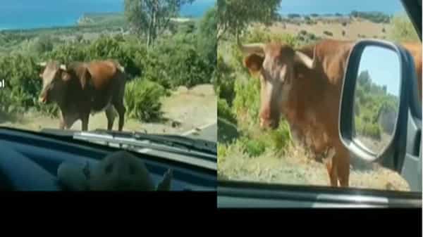 Viral Video: మందుబాబులకు తలతిరిగిపోయే సమాధానమిచ్చిన ఆవు..! వీడియో చూస్తే నవ్వకుండా ఉండలేరు..