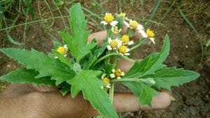 Gaddi Chamanthi: మానని గాయాలు, తీవ్రమైన జుట్టు సమస్యలను పైసా ఖర్చు లేకుండా తీర్చే గడ్డి చామంతి.. ఆరోగ్య ప్రయోజనాలు