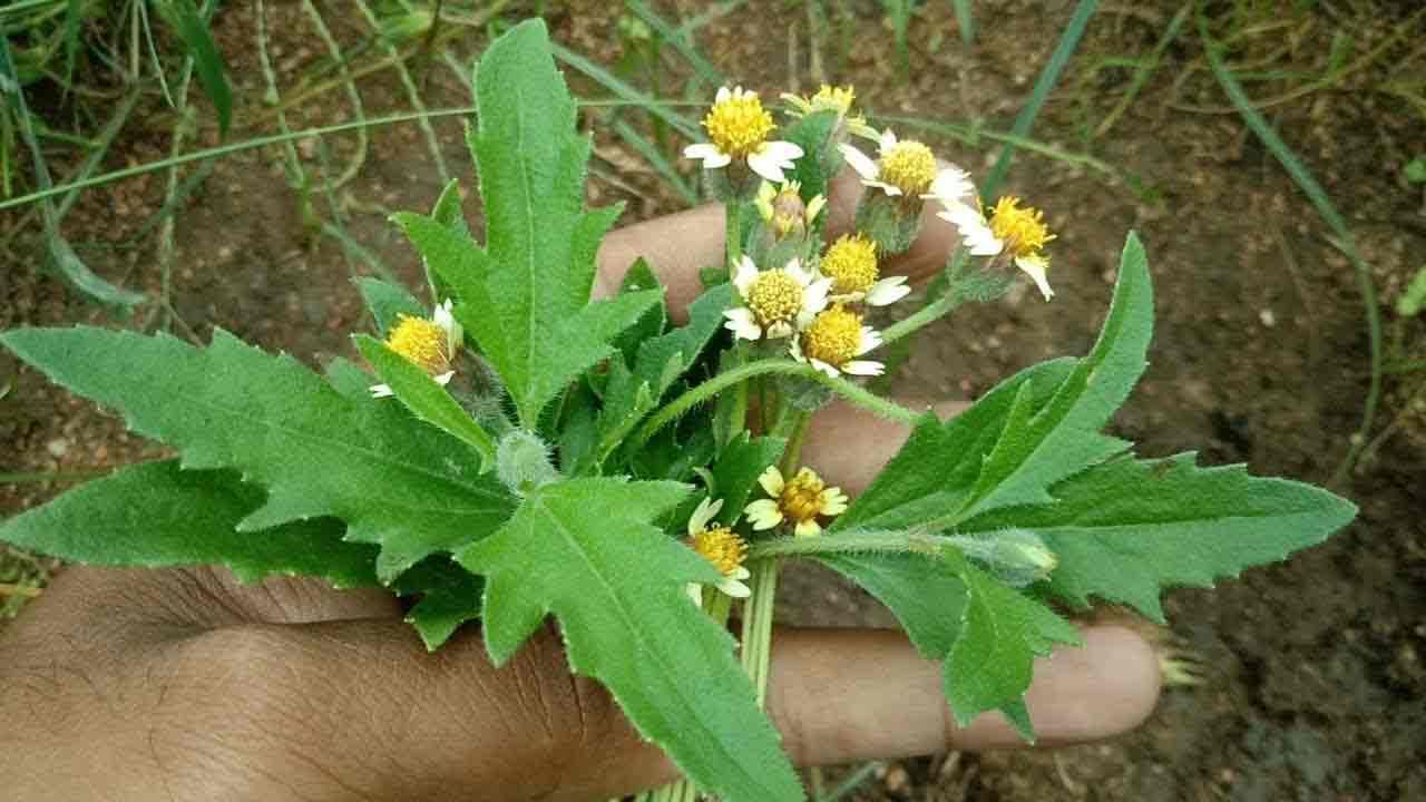 Gaddi Chamanthi: మానని గాయాలు, తీవ్రమైన జుట్టు సమస్యలను పైసా ఖర్చు లేకుండా తీర్చే గడ్డి చామంతి.. ఆరోగ్య ప్రయోజనాలు