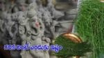 Ganesh Chaturthi: గరిక అంటే వినాయకుడికి ఎందుకు ఇష్టం..? గరిక లేనిది గణపతికి లోటేనట..!