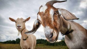 Goat Farming: ఈ మొబైల్ యాప్ మీ దగ్గర ఉంటే చాలు.. మేకల పెంపకంలో లక్షలు సంపాదించడం నేర్పిస్తుంది..
