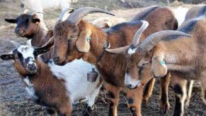 Goat Farming: మేకల పెంపకంతో లక్షల్లో లాభాలు.. అయితే, ఈ కీలక సమాచారం తెలుసుకోవాల్సిందే..