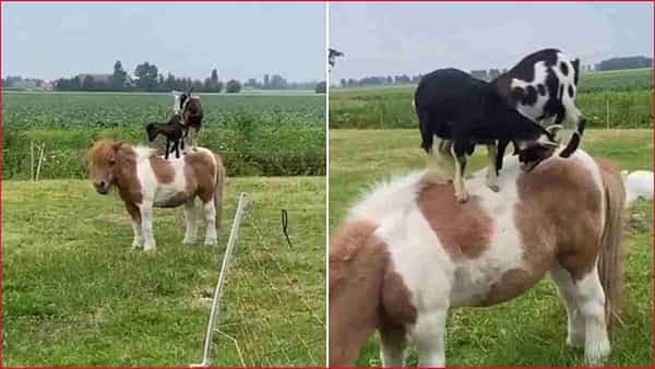 Viral Video: ఫ్రెండ్షిప్ అంటే ఈ గుర్రం, మేకలదే గురూ.. మనుషులు సైతం కుళ్లుకునేలా.. వీడియో వైరల్