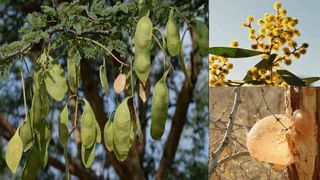 Char Coal Face Mask: నల్లటి బొగ్గు మీ చర్మానికి మెరుగైన మెరుపు ఇస్తుంది.. ఎలానో తెలుసుకోండి!