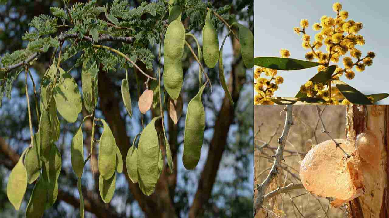 Gum Arabic Tree: అనేక వ్యాధులకు చెక్ పెట్టే నల్ల తుమ్మ గ్రీకు ఆయుర్వేద వైద్యంలో ఇప్పటికీ ఉపయోగిస్తున్న వైనం..