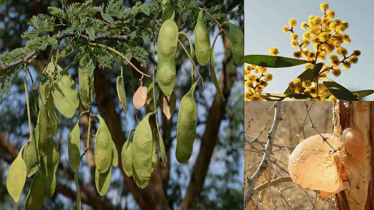Gum Arabic Tree: అనేక వ్యాధులకు చెక్ పెట్టే 'నల్ల తుమ్మ' గ్రీకు ఆయుర్వేద వైద్యంలో ఇప్పటికీ ఉపయోగిస్తున్న వైనం..
