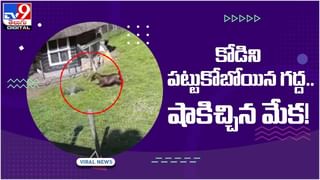 Viral Video: స్పైడర్‌ మ్యాన్‌లా గోడ ఎక్కిన చిన్నారి.! ఈ వీడియో చూస్తే షాకవ్వాల్సిందే.. వీడియో