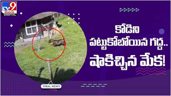 Viral Video: కోడిపై కన్నేసిన గ్రద్ద.. సీన్ చివర్లో సూపర్ ట్విస్ట్ గ్రద్దను తరిమి కొట్టిన మేక.. వీడియో Viral Video: కోడిపై కన్నేసిన గ్రద్ద.. సీన్ చివర్లో సూపర్ ట్విస్ట్ గ్రద్దను తరిమి కొట్టిన మేక.. వీడియో
