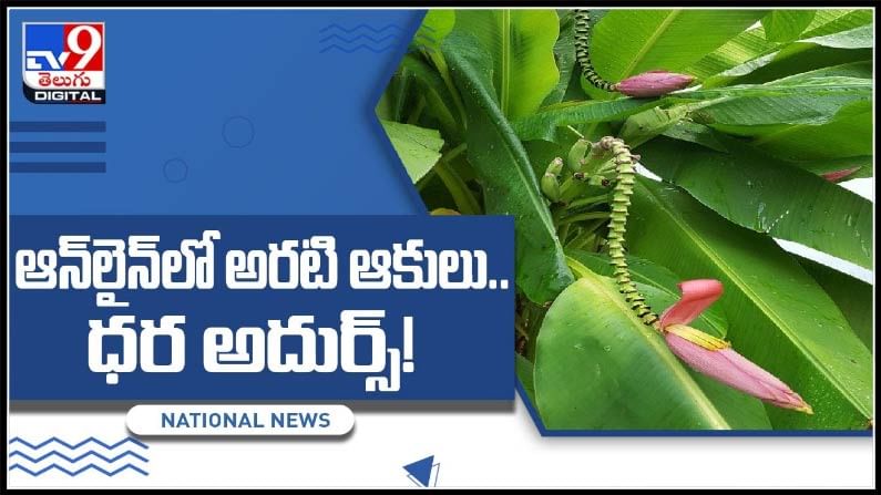 ఆన్‌లైన్‌లో అరటి ఆకులు.. ధర తెలిస్తే ముక్కున వేలేసుకోవాల్సిందే..!: Banana Leaves Online Video.