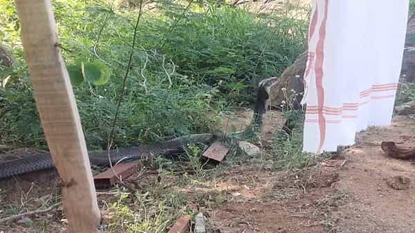 Viral News: 12 అడుగుల కింగ్ కోబ్రా..! ఇప్పటి వరకు చూసి ఉండరు.. సోషల్ మీడియాలో వైరల్