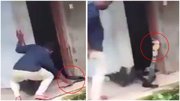 Viral Video: కింగ్ కోబ్రాను రక్షించబోయి షాక్ తిన్న యువకుడు.. వీడియో చూస్తే వెన్నులో వణుకు పుట్టాల్సిందే!