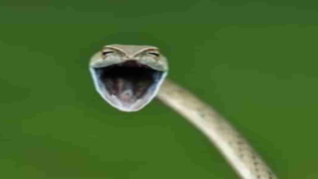Laughing Snake: నవ్వుతున్న పాము ఫొటో చూసి షాకవుతున్న జనాలు..! నెట్టింట్లో వైరల్‌ అవుతున్న ఇమేజ్‌..