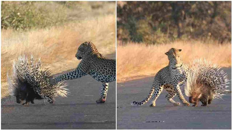 Viral Video: 90 నిమిషాల పోరాటం.. ముళ్ల పందిని వేటాడబోయిన చిరుత.. కట్ చేస్తే.!